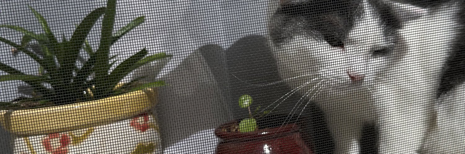 cyddii's profile banner image