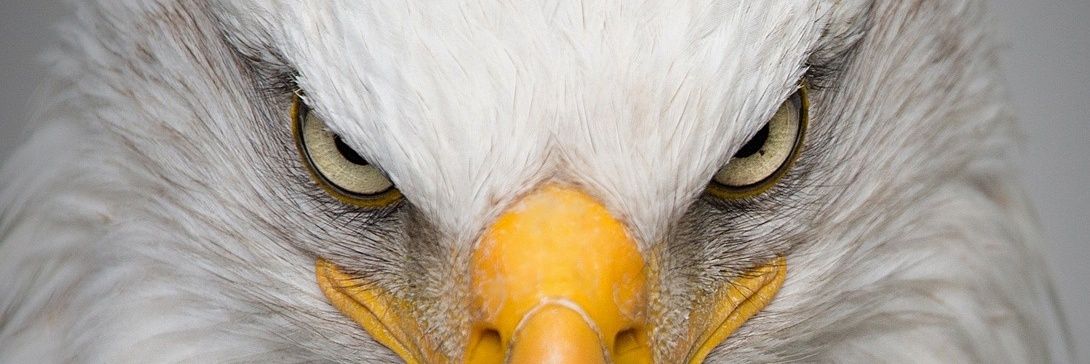 eaglebrightly's profile banner image