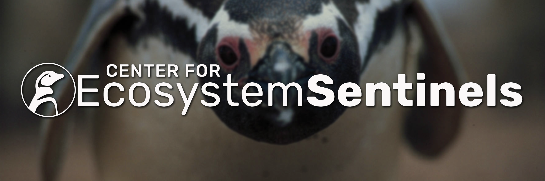 SentinelSpecies's profile banner image