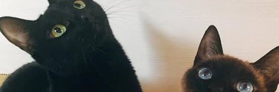 07nyanco's profile banner image