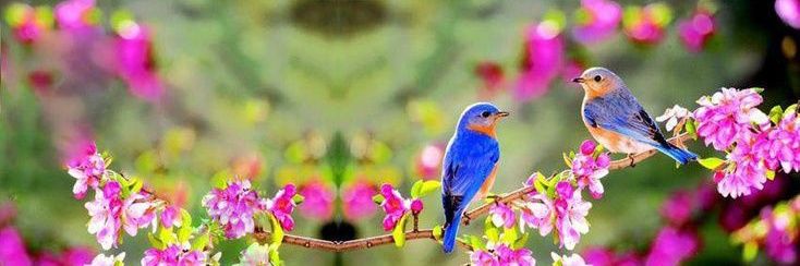 گُل جنت🌷's banner