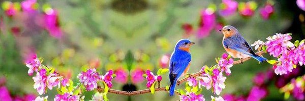 guljnt Profile Banner