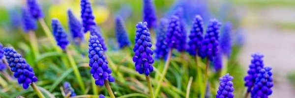 Rokobell_ Profile Banner