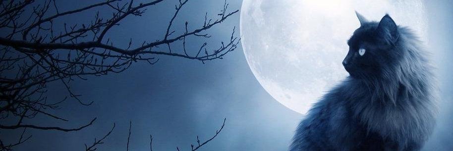 LunaeLibriBlog's profile banner image