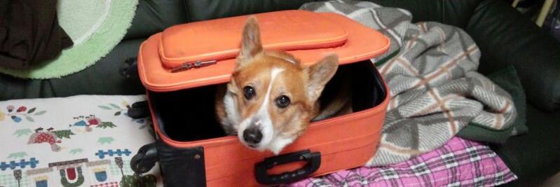 湊いつきくん@アレン banner