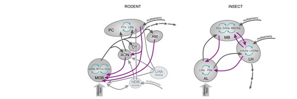 modolfor Profile Banner
