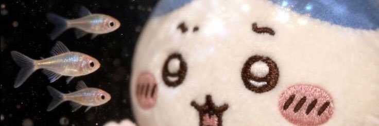 🌷 banner