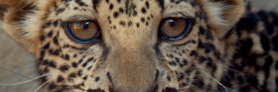 Ghadi Alghamdi banner