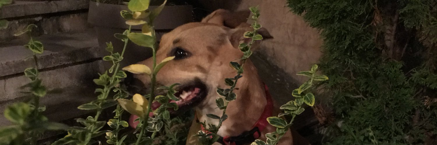 T__Lady's profile banner image