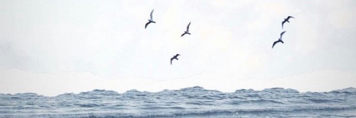 asa banner