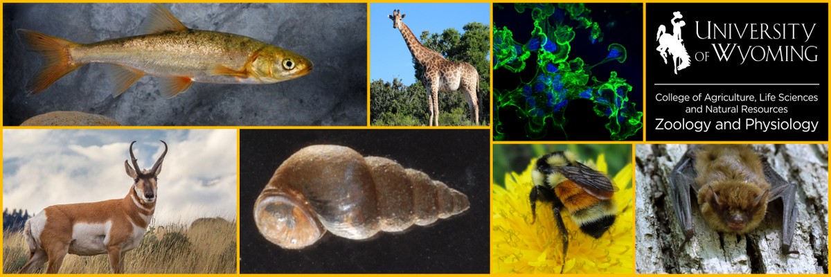 UWyo Zoology & Physiology banner