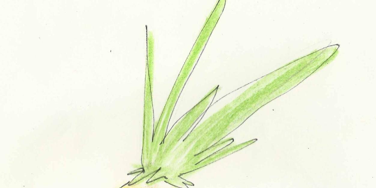 PinePerApple's profile banner image