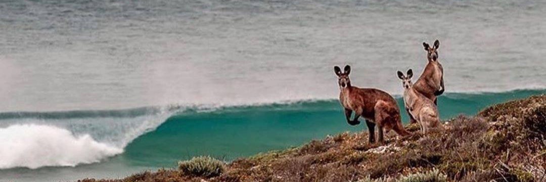 Dyldonga 🇦🇺 banner