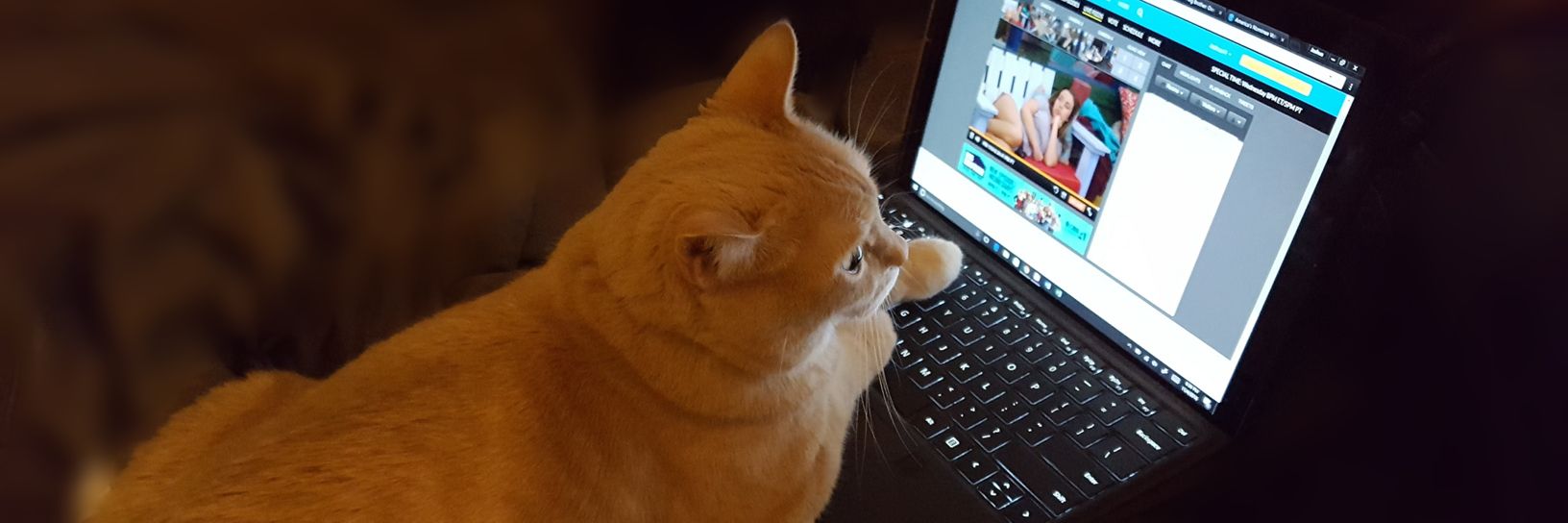 bbwtf's profile banner image