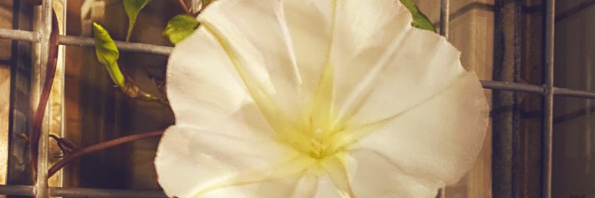 lisajodean's profile banner image