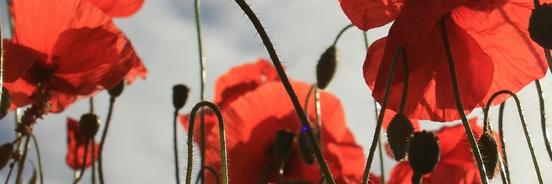 etcheceli's profile banner image