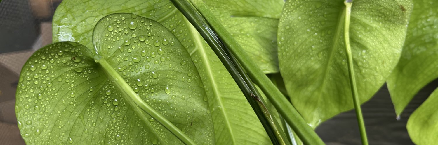 froggie fresh banner