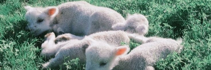 𝕊𝕖𝕧𝕖𝕟. banner