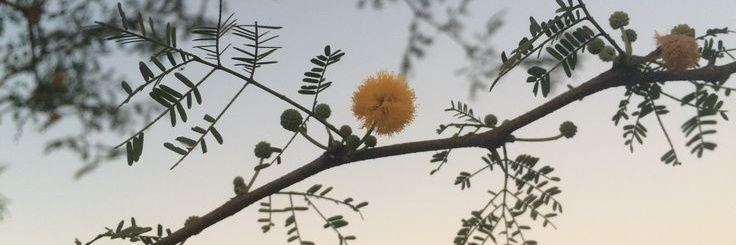 Gseirutti's profile banner image