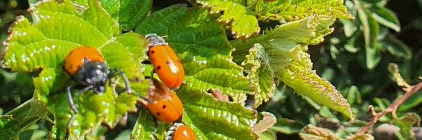 Robustiana2023 Profile Banner