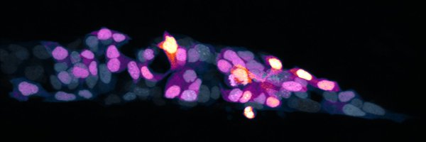 ZimengWu33 Profile Banner