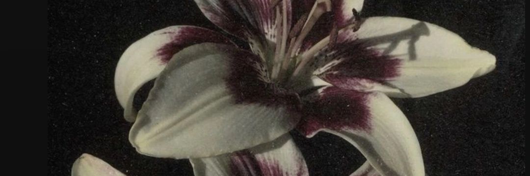 малина banner