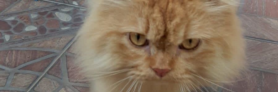 fabbree's profile banner image