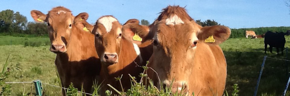 The Young Guern banner