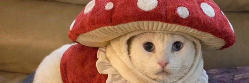 SantaIsn'tReal banner