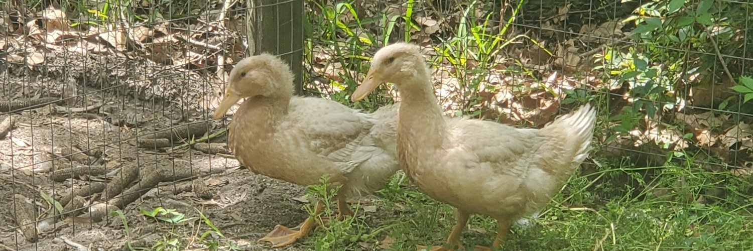 Susan Drew 🇮🇱 banner