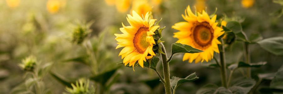 SummersGrace3's profile banner image