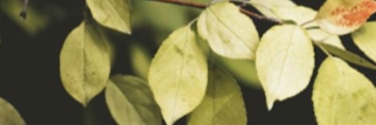 For_LunaSY's profile banner image