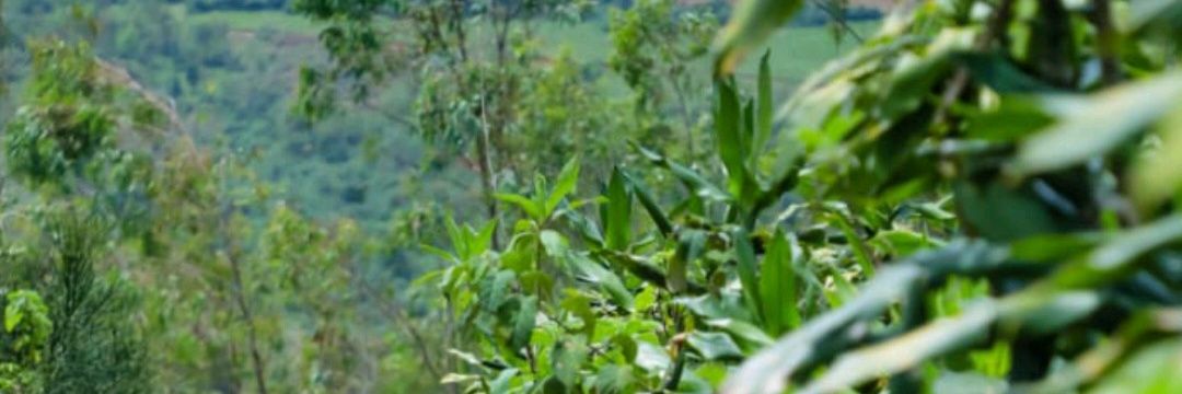 Perpétue Niragira-Miganda banner