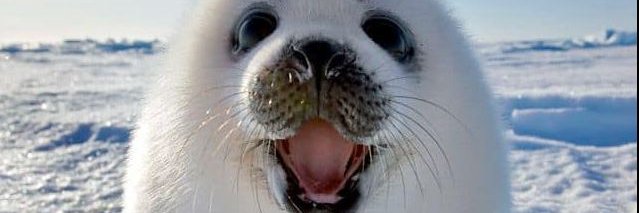 Kevin and Nina banner