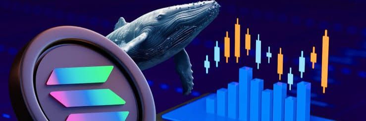 Whale SOL banner
