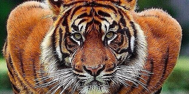 FalcaoGuig's profile banner image