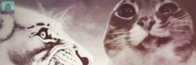 Selena banner