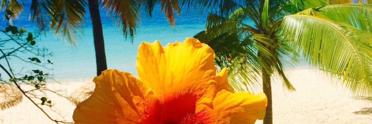 Dustii🍹🌺's banner