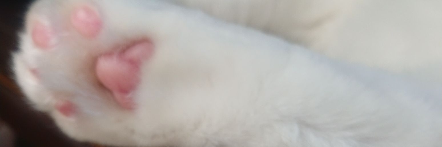 kikiにゃん banner