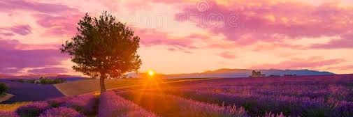 lavenderth banner