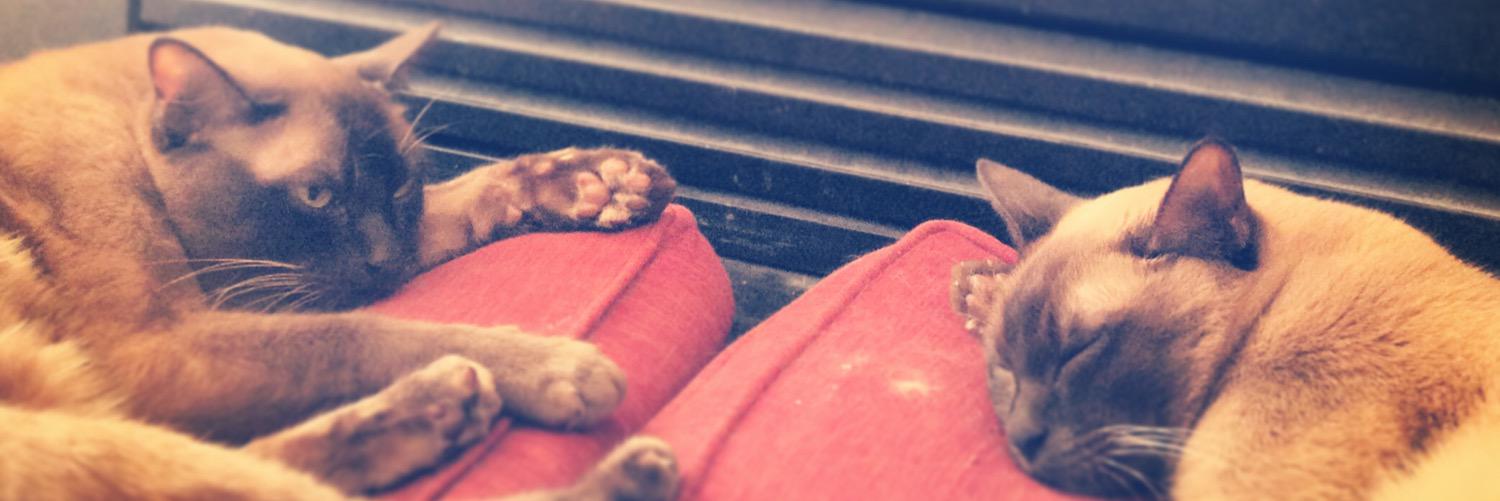 MisterAndShay's profile banner image