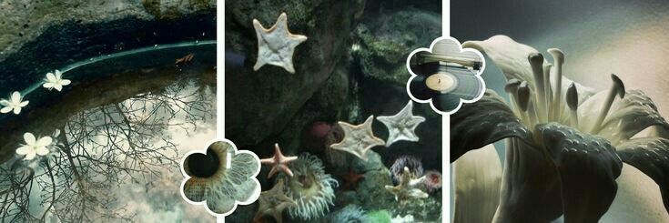 ًzee banner