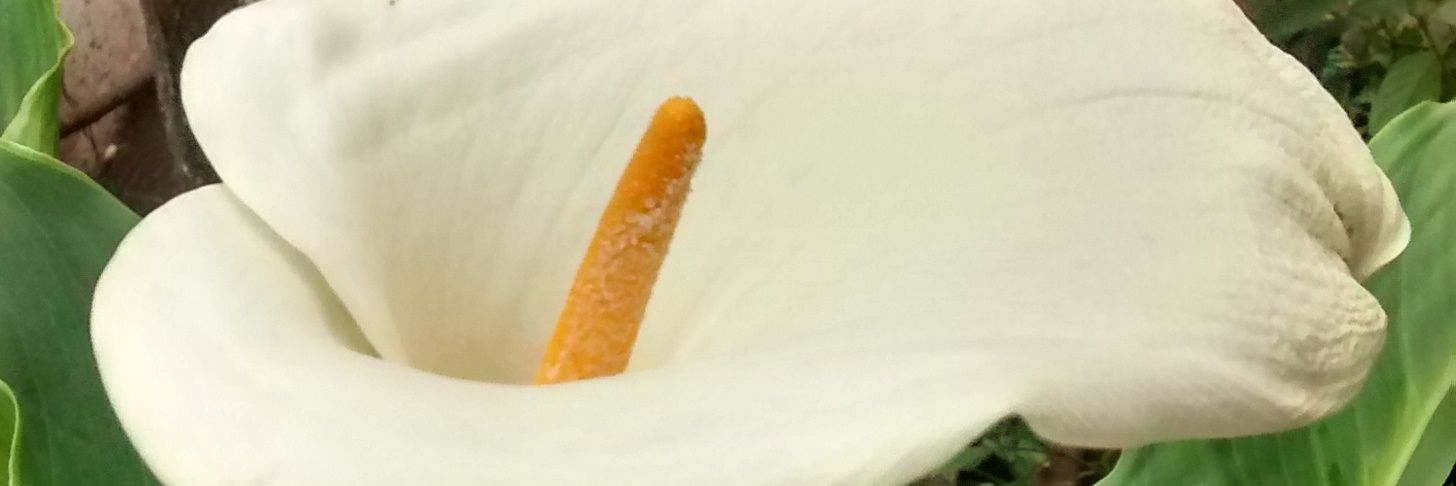 RangelSusan's profile banner image