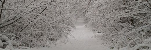FriendsofBourneWoods banner
