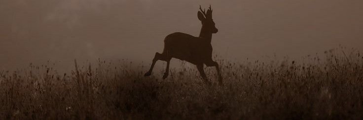 schlossdeau's profile banner image