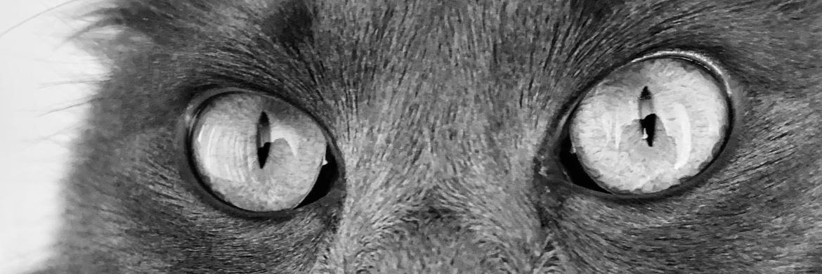 Standikur's profile banner image