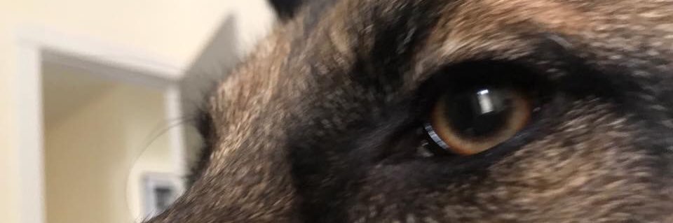 Tague Griffith banner