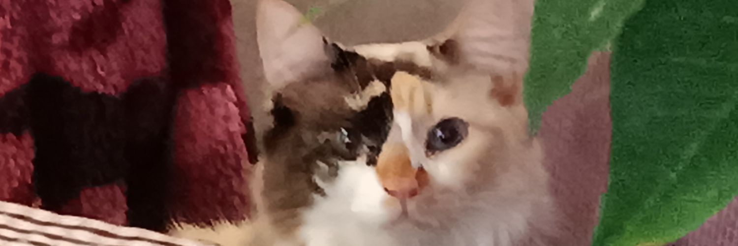 Devil Mondri banner