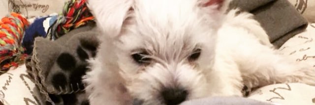 Paula19js's profile banner image