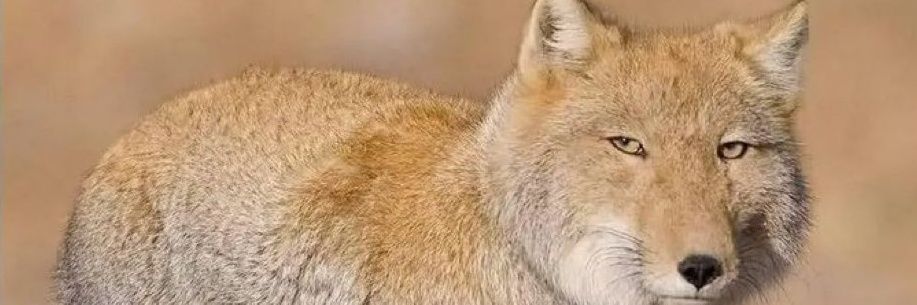 ابو النوادر banner